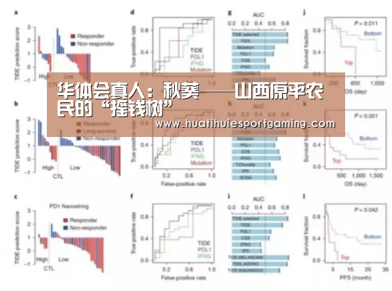华体会真人:秋葵——山西原平农民的“摇钱树”(图1) 华体会APP