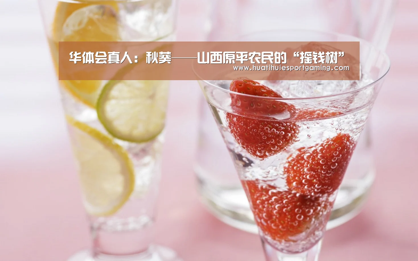 华体会真人:秋葵——山西原平农民的“摇钱树”(图2) 华体会真人